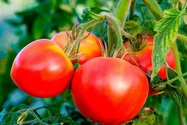 Описание плодов