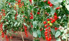 Описание куста