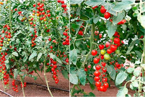 Описание куста