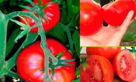 Созревание и плодоношение, продуктивность