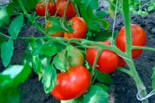 Основные характеристики