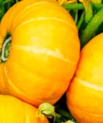 Вкусовые характеристики и назначение