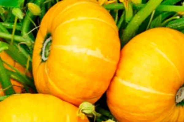 Вкусовые характеристики и назначение