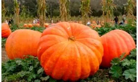 Тыква Стофунтовая