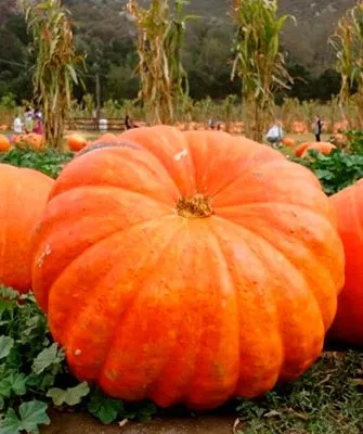 Тыква Стофунтовая