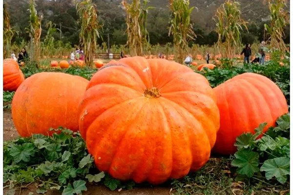 Тыква Стофунтовая