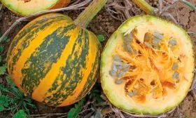 описание плодов