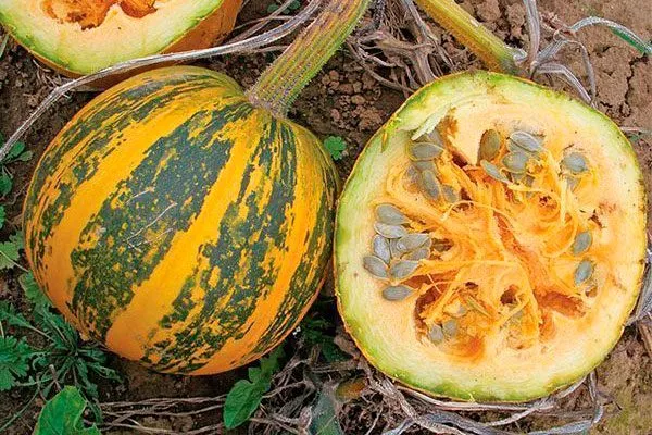 описание плодов