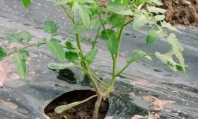 удаление сорняков