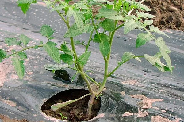 удаление сорняков