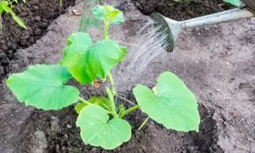 Поливы и рыхление