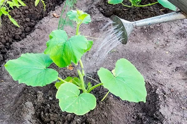 Поливы и рыхление