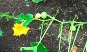 Уход и формирование растений