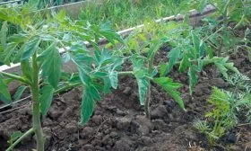 Уход и формирование растений2