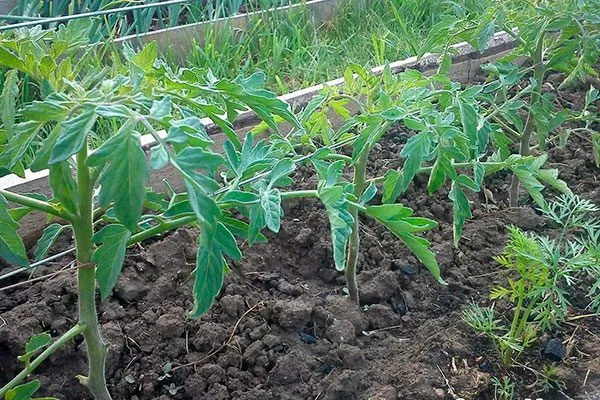 Уход и формирование растений2