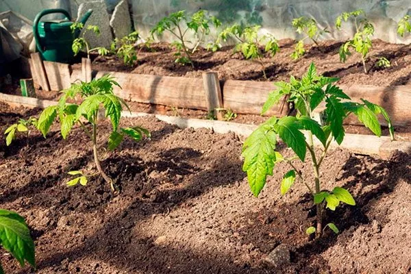 Уход после пересадки