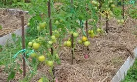 Уход в открытом грунте