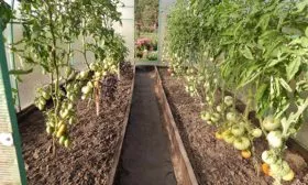 Уход в теплице