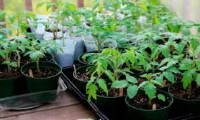 Уход за рассадой