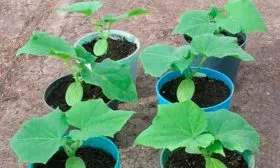 Уход за рассадой