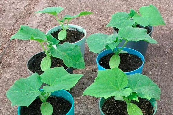 Уход за рассадой