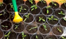 Уход за рассадой