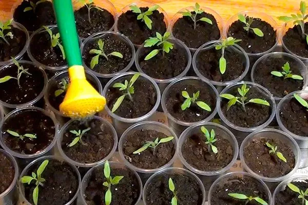 Уход за рассадой