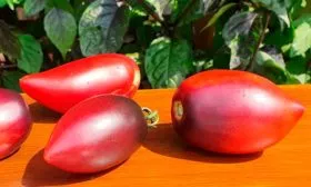 Уход за растениями