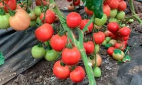 Уход за сортом томата Розовая Катя F1