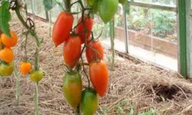 Устойчивость к болезням и вредителям