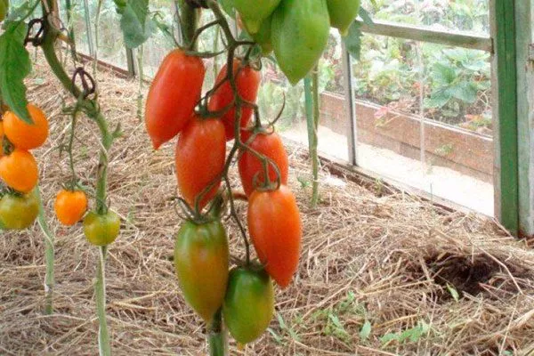 Устойчивость к болезням и вредителям