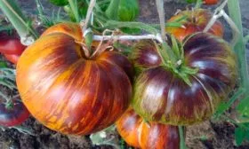 Нюансы выращивания