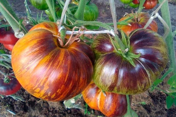 Нюансы выращивания