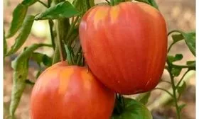 Характеристики