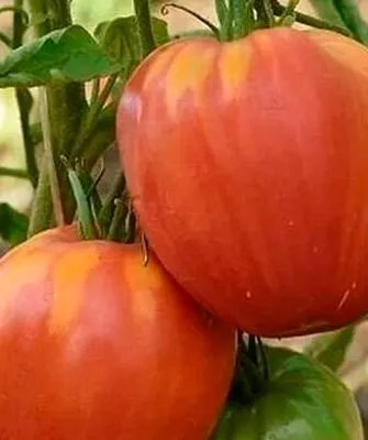 Характеристики