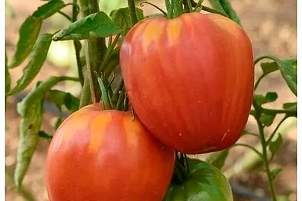 Характеристики