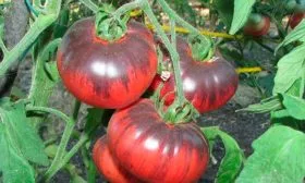 Урожайность