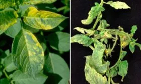 Вирус табачной мозаики (ВТМ)