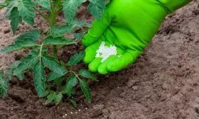 Внесение подкормок