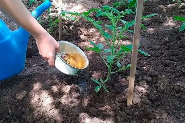 Внесение подкормок