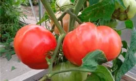 Внешний вид кустов