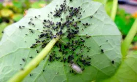 Возможные болезни и вредители, способы избавления от них