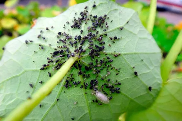 Возможные болезни и вредители, способы избавления от них