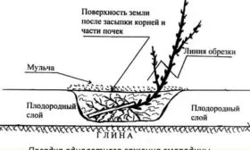 Выбор места и технология посадки