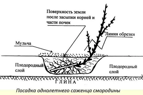 Выбор места и технология посадки