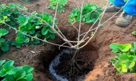 Выбор места и технология посадки2