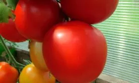 Выбор места, подготовка почвы и посадка рассады