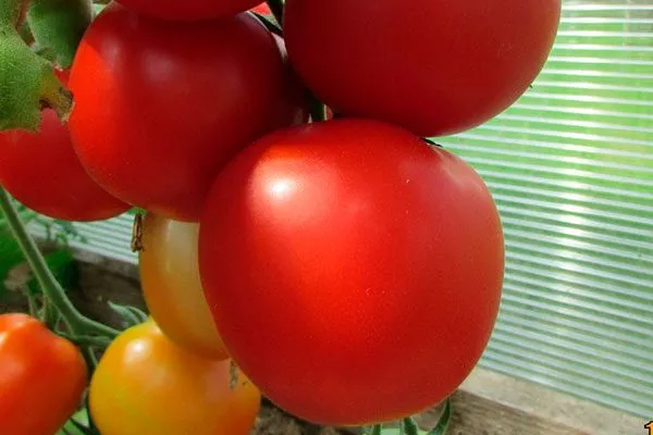 Выбор места, подготовка почвы и посадка рассады