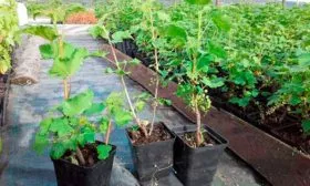 Выбор саженцев