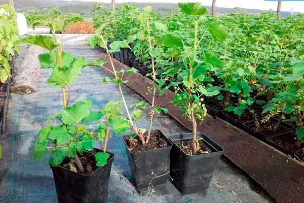 Выбор саженцев